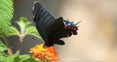 Mimoides thymbraeus aconophos