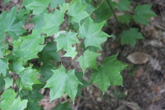 Acer laetum