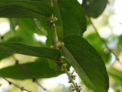 Glochidion zeylanicum