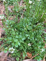 Cardamine impatiens