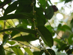 Glochidion zeylanicum