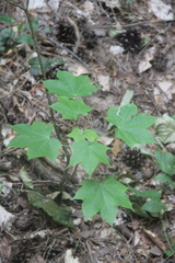Acer laetum