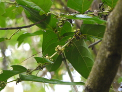 Glochidion zeylanicum