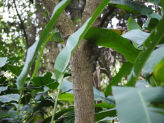 Glochidion zeylanicum