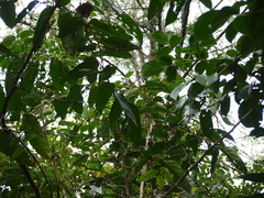 Glochidion zeylanicum