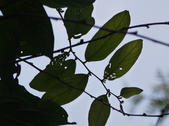 Glochidion zeylanicum