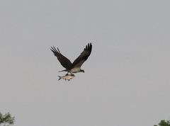 Pandion haliaetus