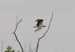 Pandion haliaetus
