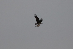Pandion haliaetus