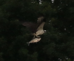 Pandion haliaetus
