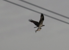 Pandion haliaetus