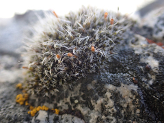 Coscinodon calyptratus