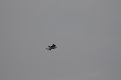 Pandion haliaetus