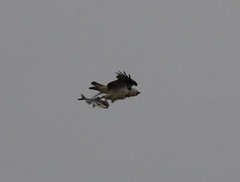Pandion haliaetus