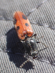 Stropenron nigricollis