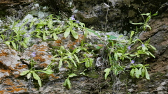 Pinguicula longifolia