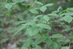 Crataegus germanica
