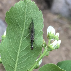 Xanthostigma xanthostigma