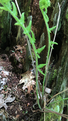 Deparia acrostichoides