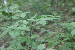 Crataegus germanica