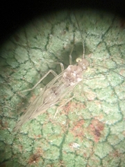 Trichopsocus
