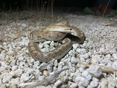 Arizona elegans candida