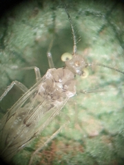 Trichopsocus
