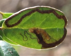 Ectoedemia weaveri