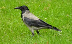 Corvus cornix