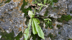 Pinguicula longifolia
