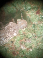 Trichopsocus