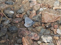 Celastrina echo sidara