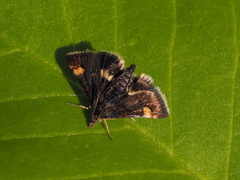 Pyrausta porphyralis