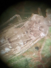 Trichopsocus