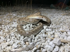 Arizona elegans candida