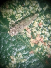 Trichopsocus