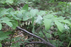 Polygonatum glaberrimum