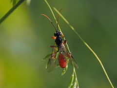Tryphoninae