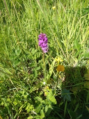 Dactylorhiza purpurella