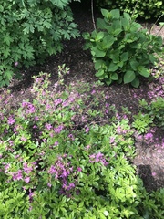 Rhododendron ponticum