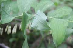 Polygonatum glaberrimum