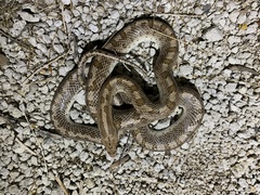 Arizona elegans candida