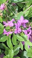 Rhododendron ponticum