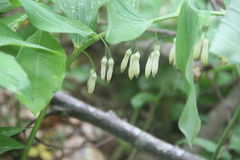 Polygonatum glaberrimum
