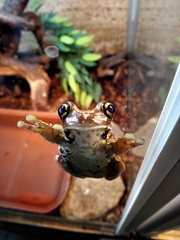 Trachycephalus resinifictrix