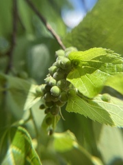 Celticecis oviformis