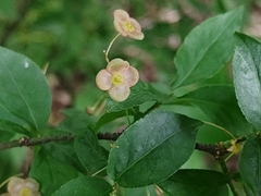 Euonymus verrucosus