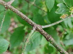 Euonymus verrucosus