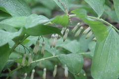 Polygonatum glaberrimum