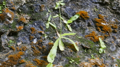 Pinguicula longifolia